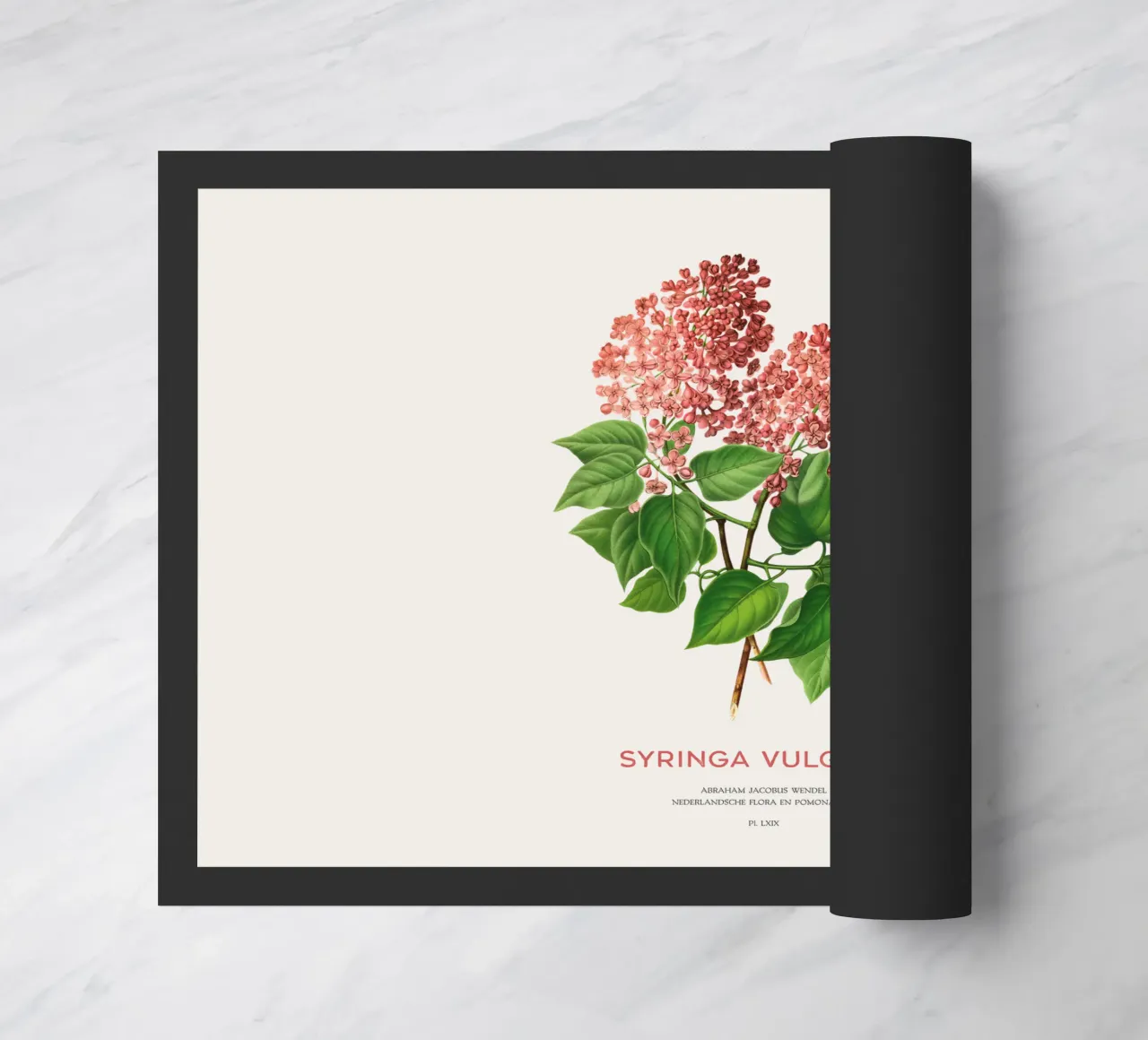 Lillà o Syringa vulgaris zerbino da Vintagrafica