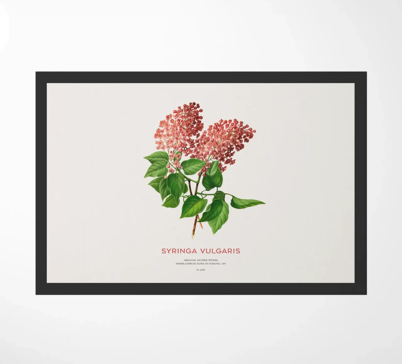 Lillà o Syringa vulgaris zerbino da Vintagrafica