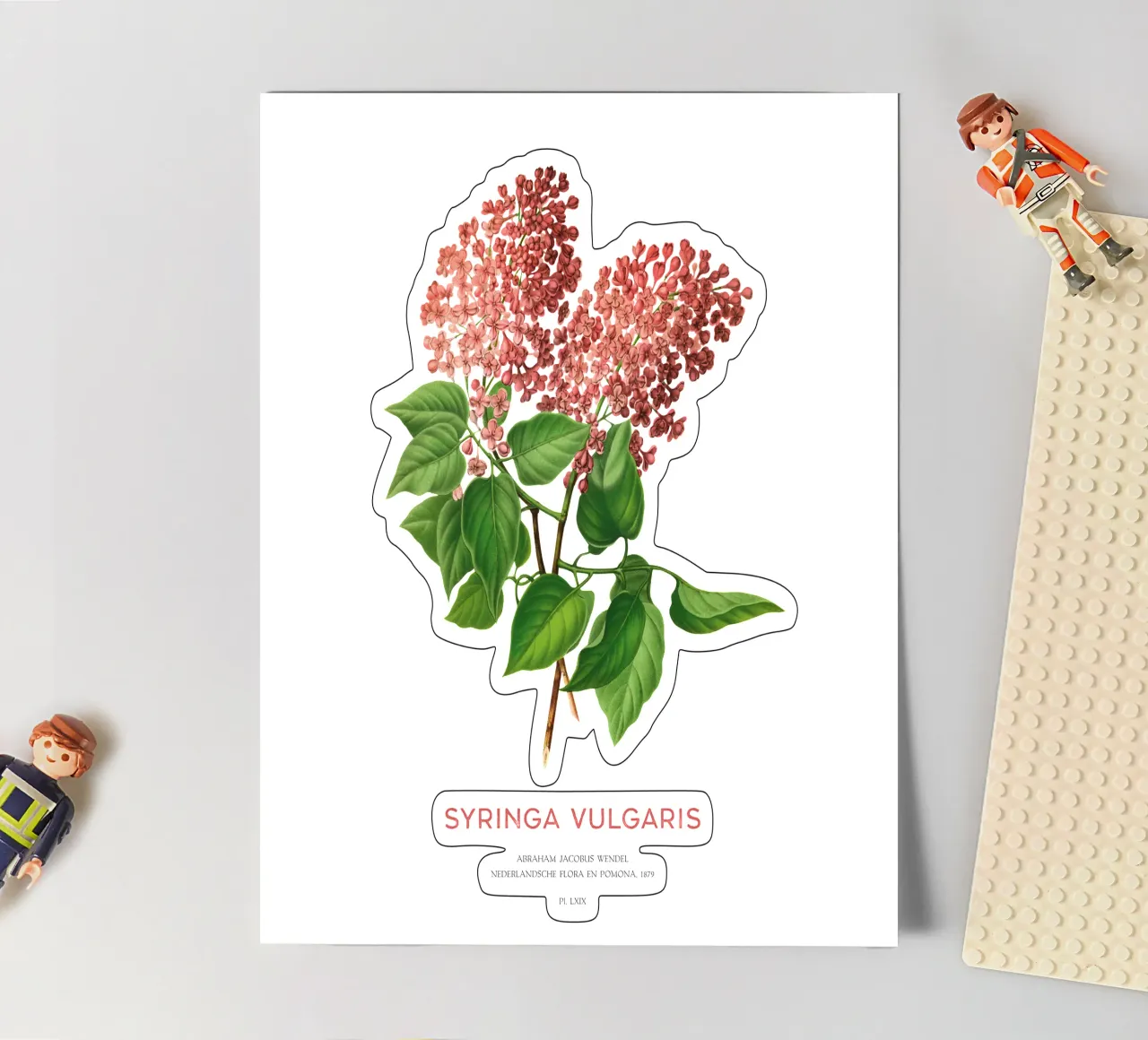 Flieder oder Syringa vulgaris Stickerbogen von Vintagrafica