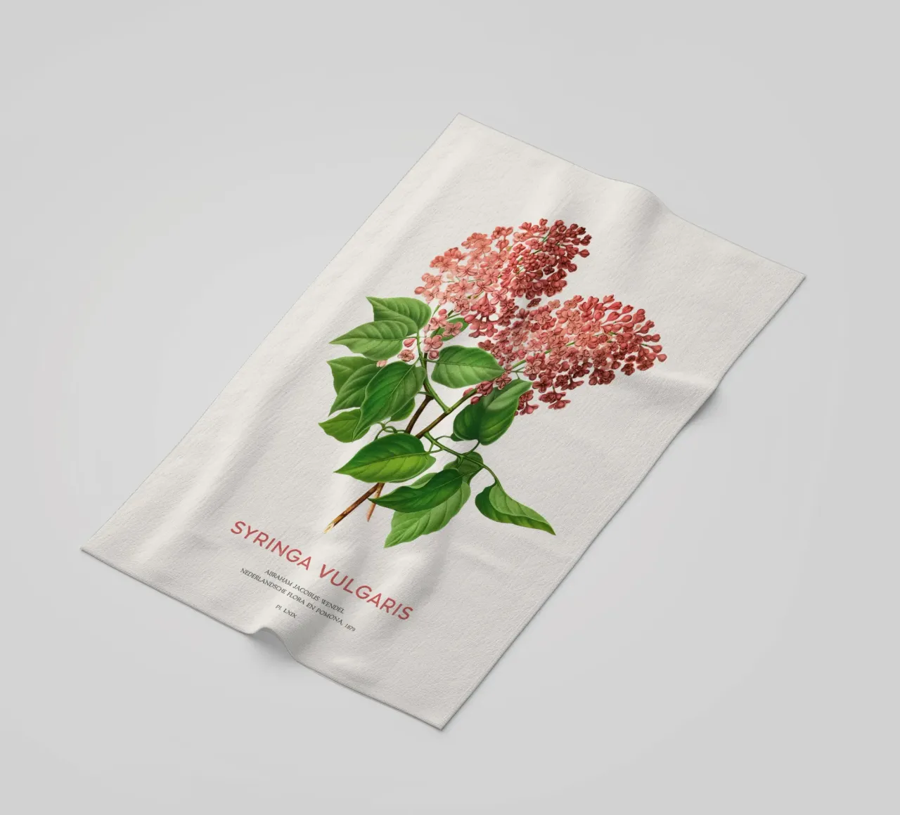 Lillà o Syringa vulgaris telo mare da Vintagrafica