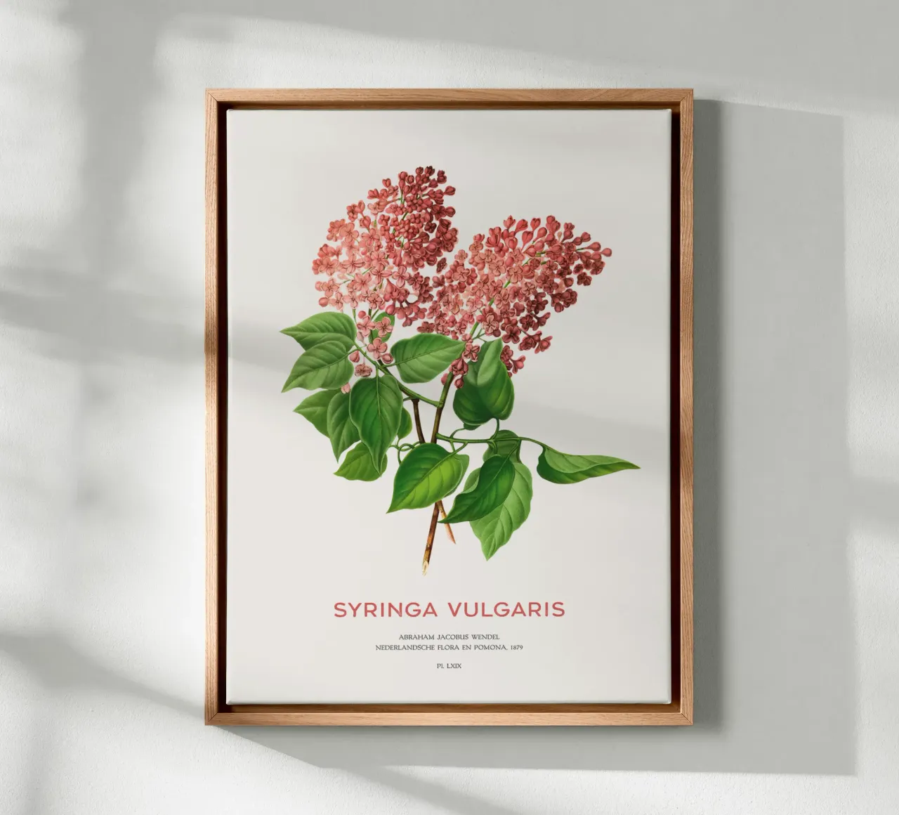 Flieder oder Syringa vulgaris Leinwand mit Schattenfugenrahmen von Vintagrafica