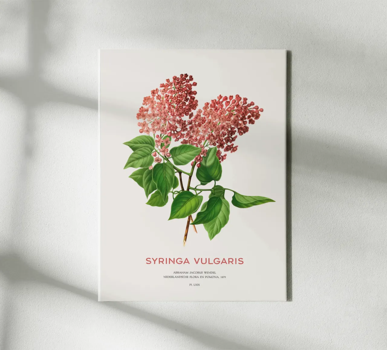 Flieder oder Syringa vulgaris Leinwand mit Schattenfugenrahmen von Vintagrafica