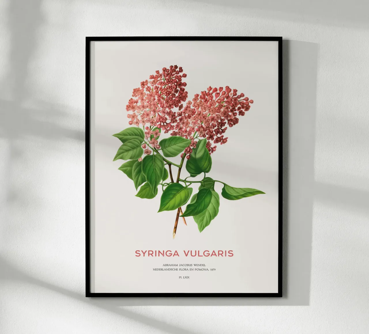 Flieder oder Syringa vulgaris Hahnemühle von Vintagrafica