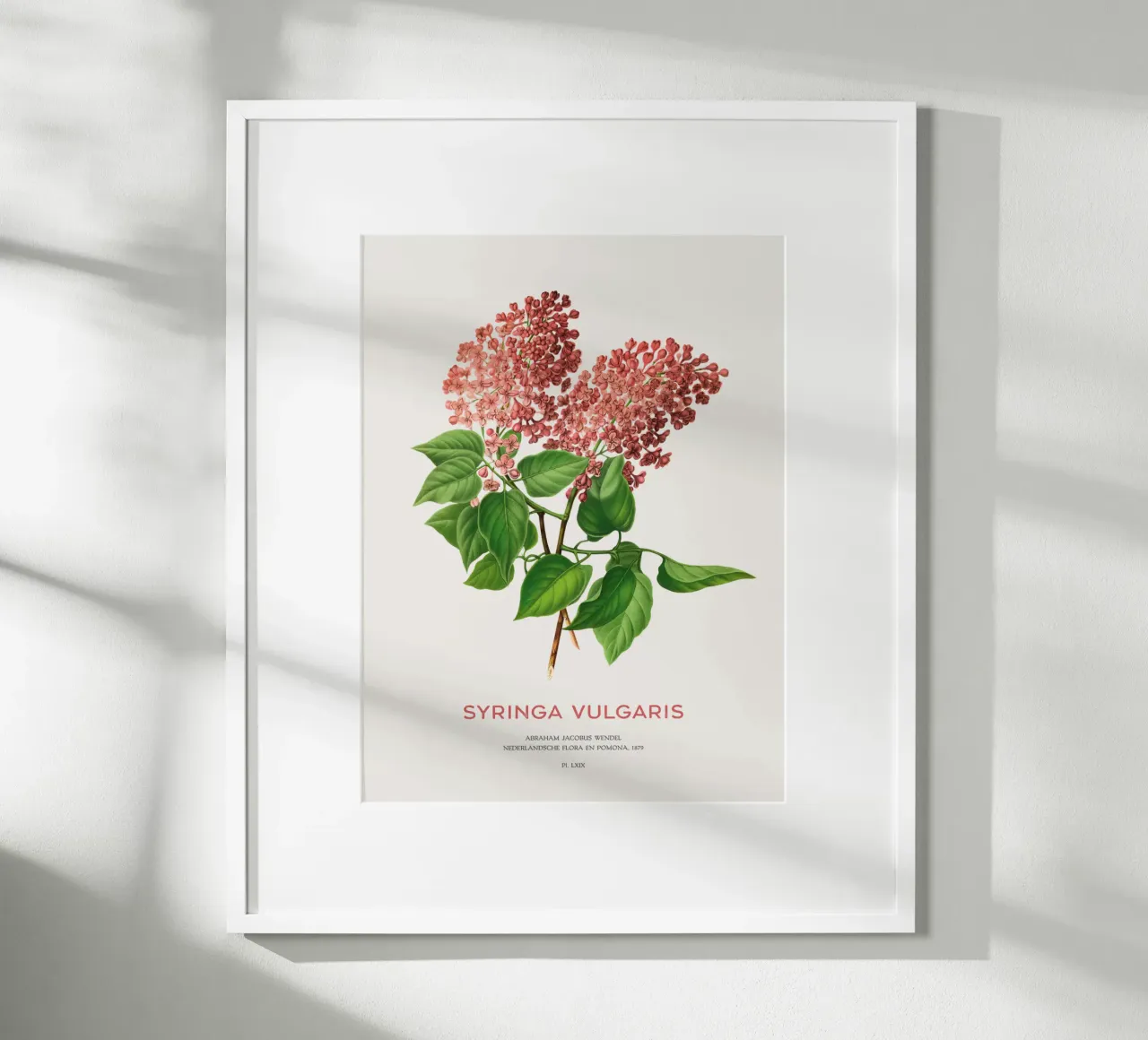 Flieder oder Syringa vulgaris Hahnemühle von Vintagrafica