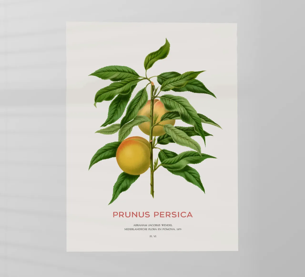 Peach or Prunus persica backlit film by Vintagrafica