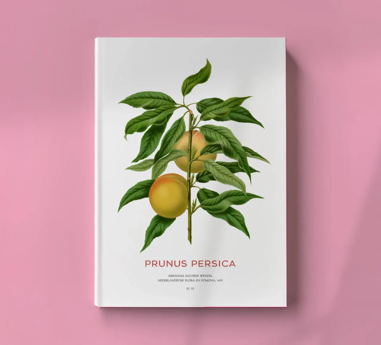 Peach or Prunus persica notebook by Vintagrafica