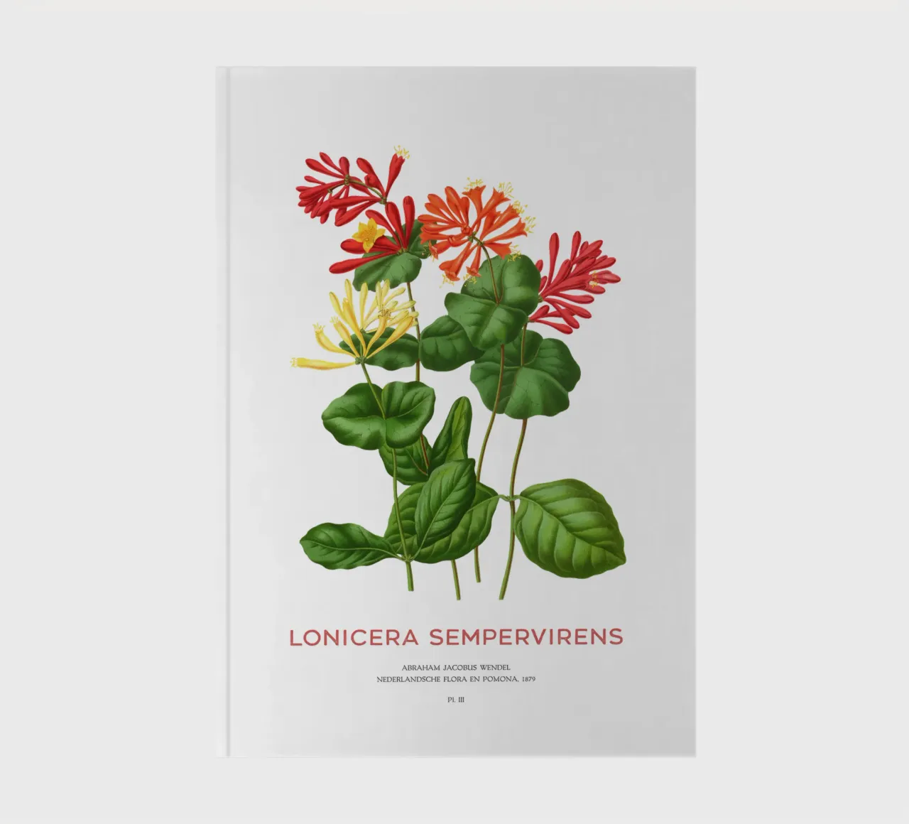 Coral honeysuckle or Lonicera sempervirens notebook by Vintagrafica