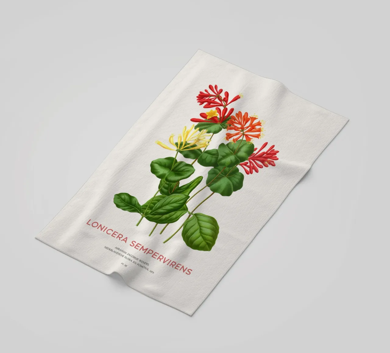 Caprifoglio corallino o Lonicera sempervirens telo mare da Vintagrafica