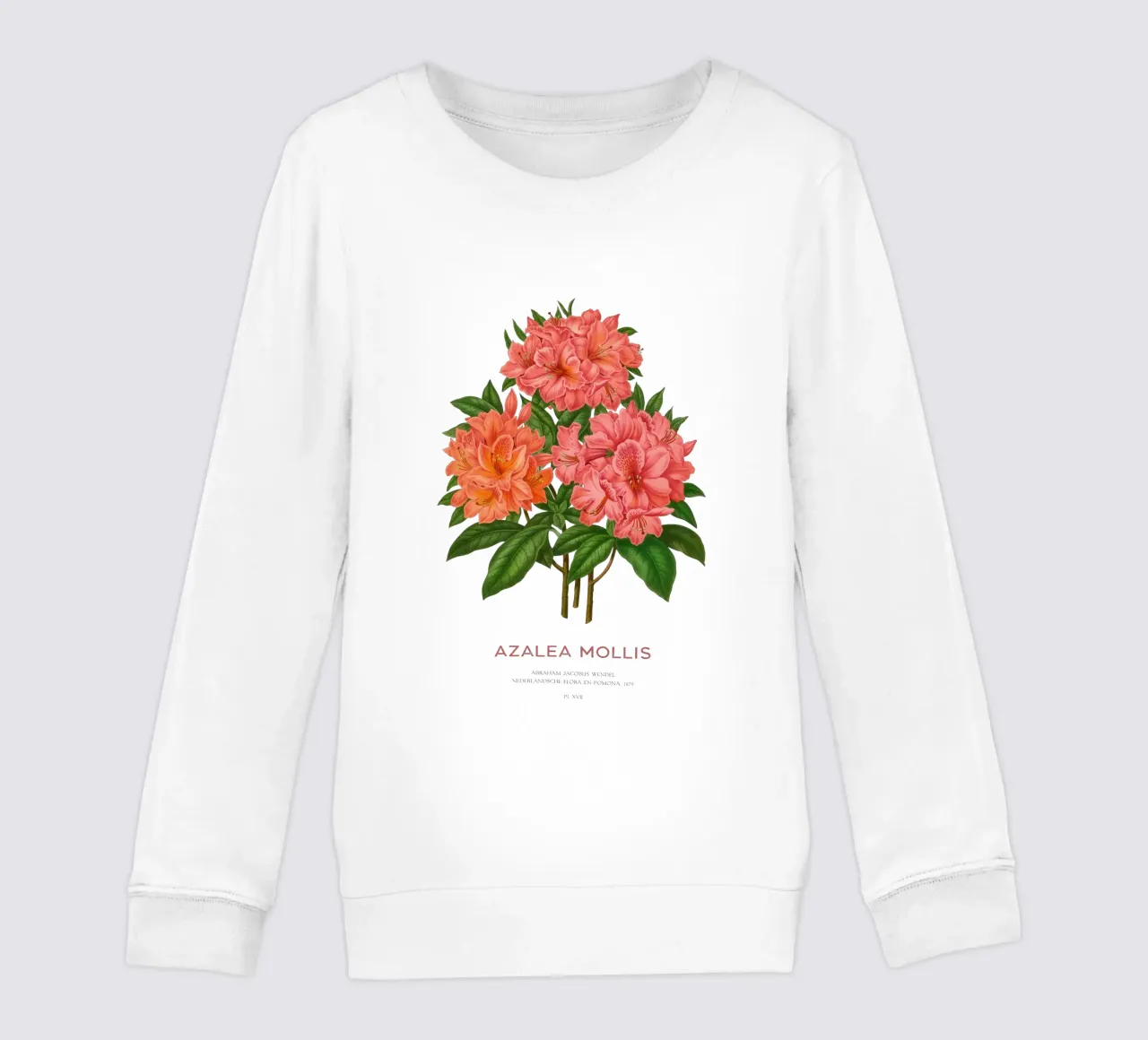 Rhododendron molle o Azalea Mollis felpa bambino da Vintagrafica