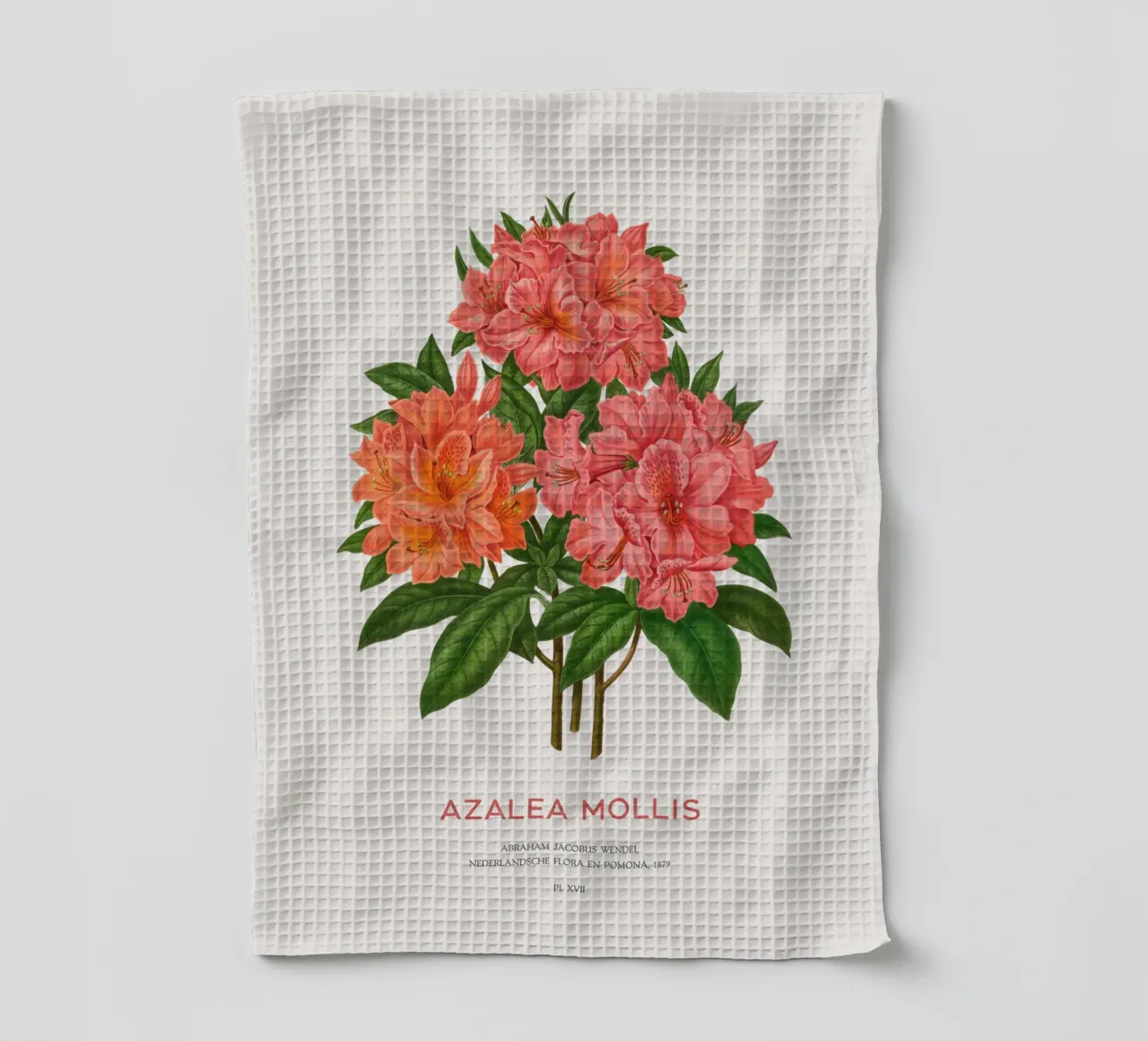 Rhododendron molle oder Azalea Mollis Geschirrtuch von Vintagrafica