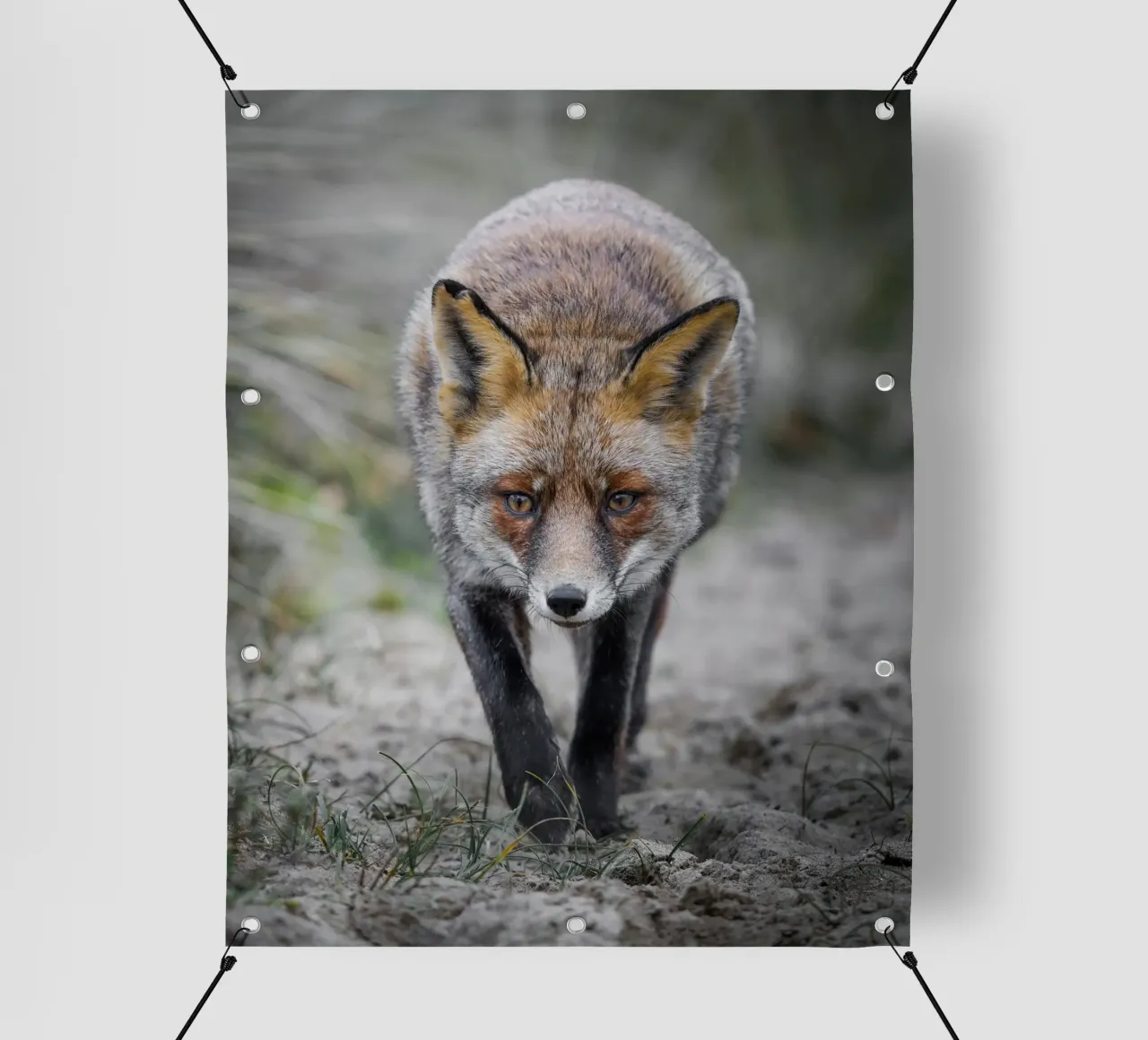 Volpe rossa femmina telo in pvc da Tom's Wildlife