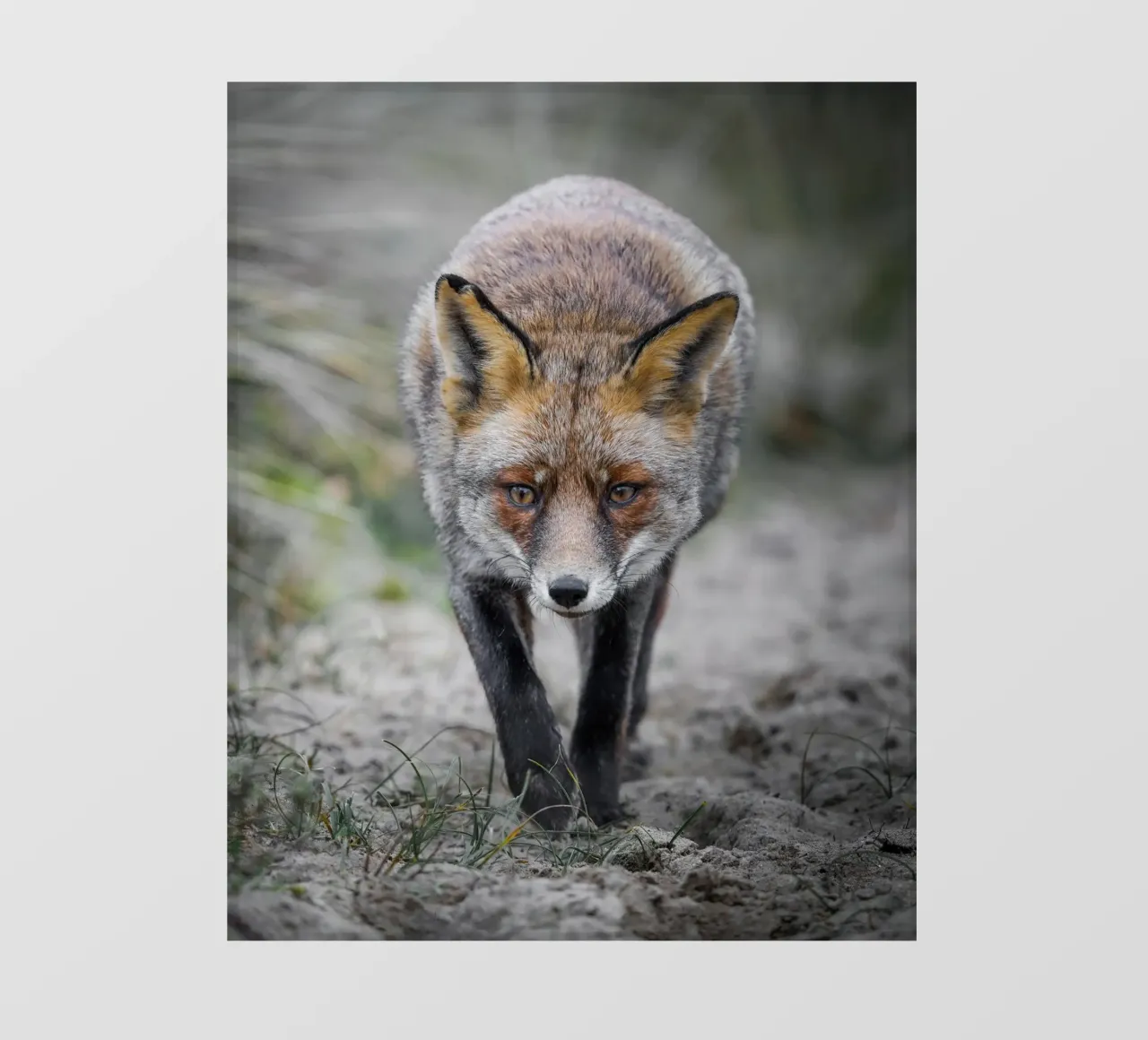Volpe rossa femmina telo in pvc da Tom's Wildlife