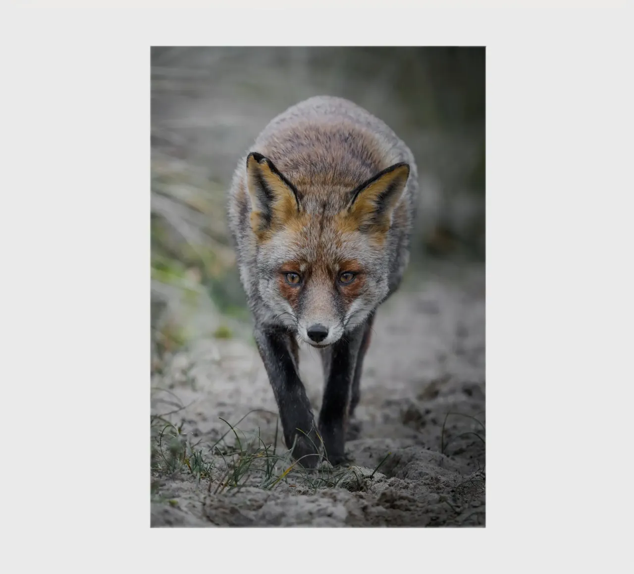 Red fox female notebook by Tom's Wildlife