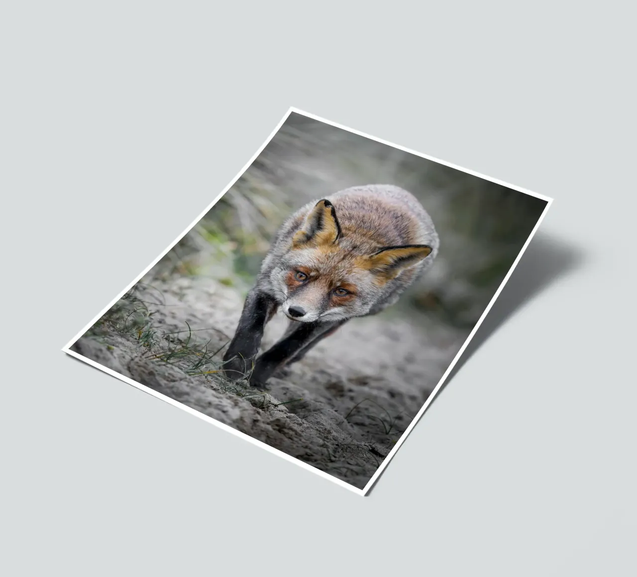 Rotfuchs weiblich Stickerbogen von Tom's Wildlife