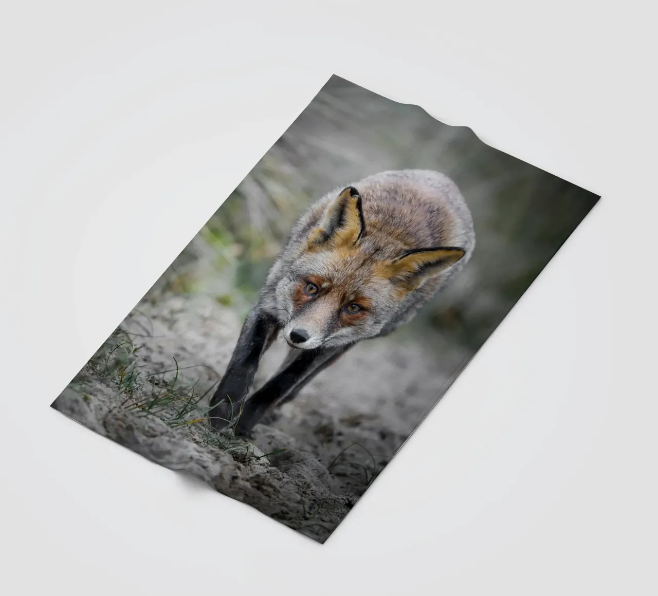 Rotfuchs weiblich Fleecedecke von Tom's Wildlife