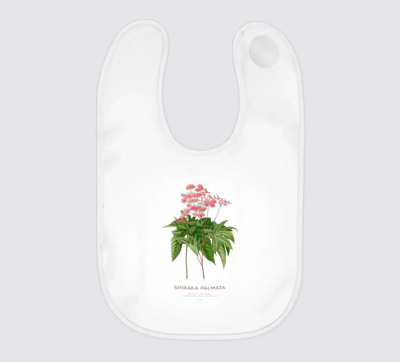 Prati o Spiraea palmata bavaglino da Vintagrafica