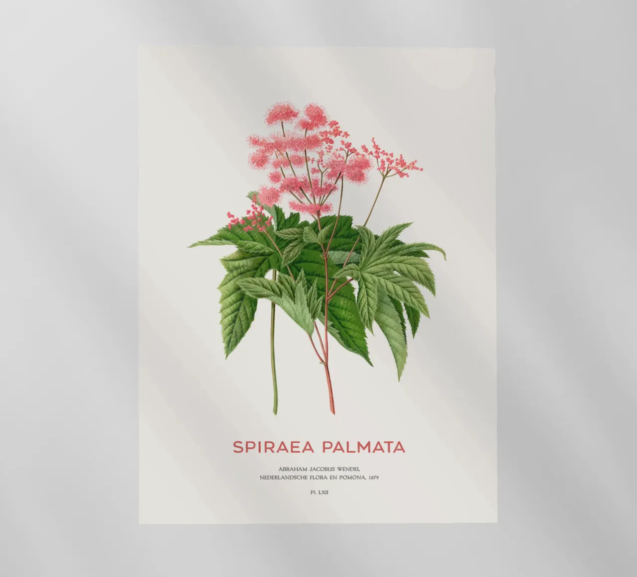Prati o Spiraea palmata pellicola backlit da Vintagrafica