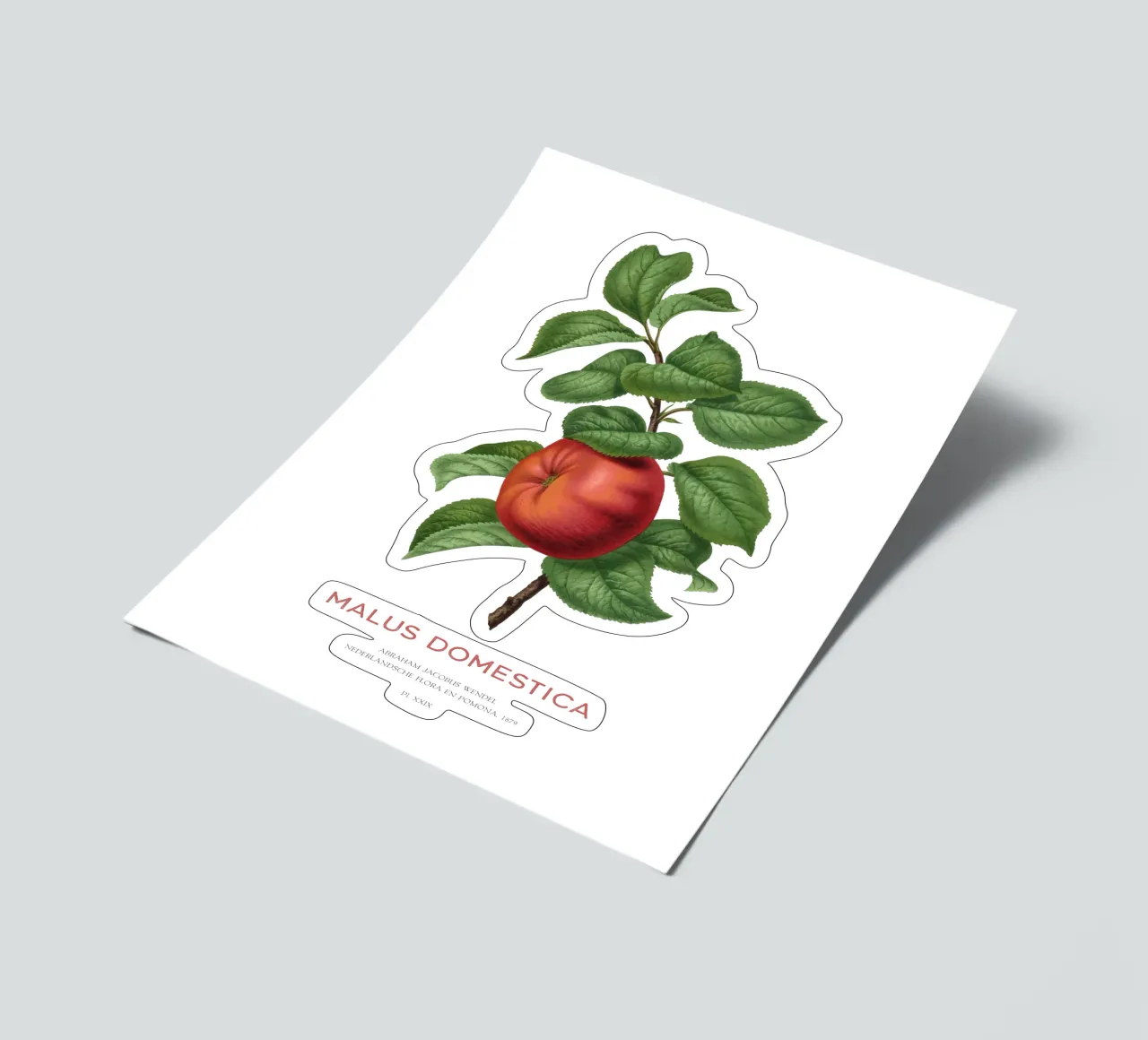 Apfelbaum oder Malus domestica Stickerbogen von Vintagrafica