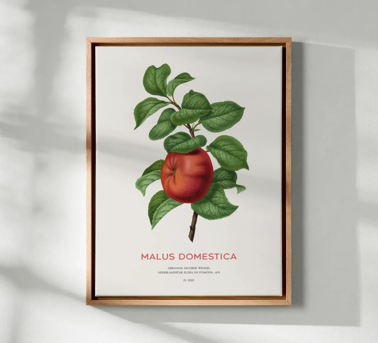 Apfelbaum oder Malus domestica Leinwand mit Schattenfugenrahmen von Vintagrafica
