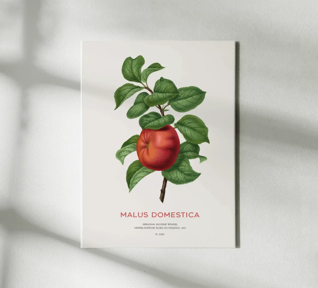 Apfelbaum oder Malus domestica Leinwand mit Schattenfugenrahmen von Vintagrafica