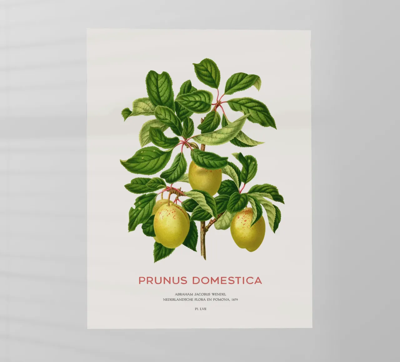 Pflaumen an einem Zweig oder Prunus domestica Backlit Folie von Vintagrafica