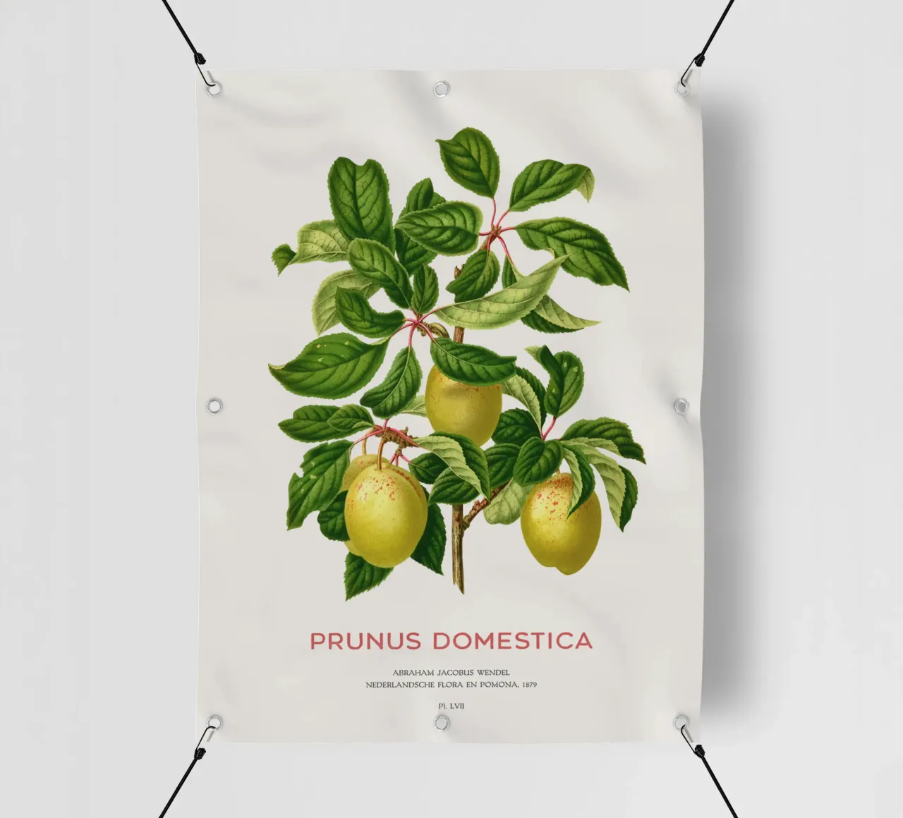 Pflaumen an einem Zweig oder Prunus domestica PVC Plane von Vintagrafica