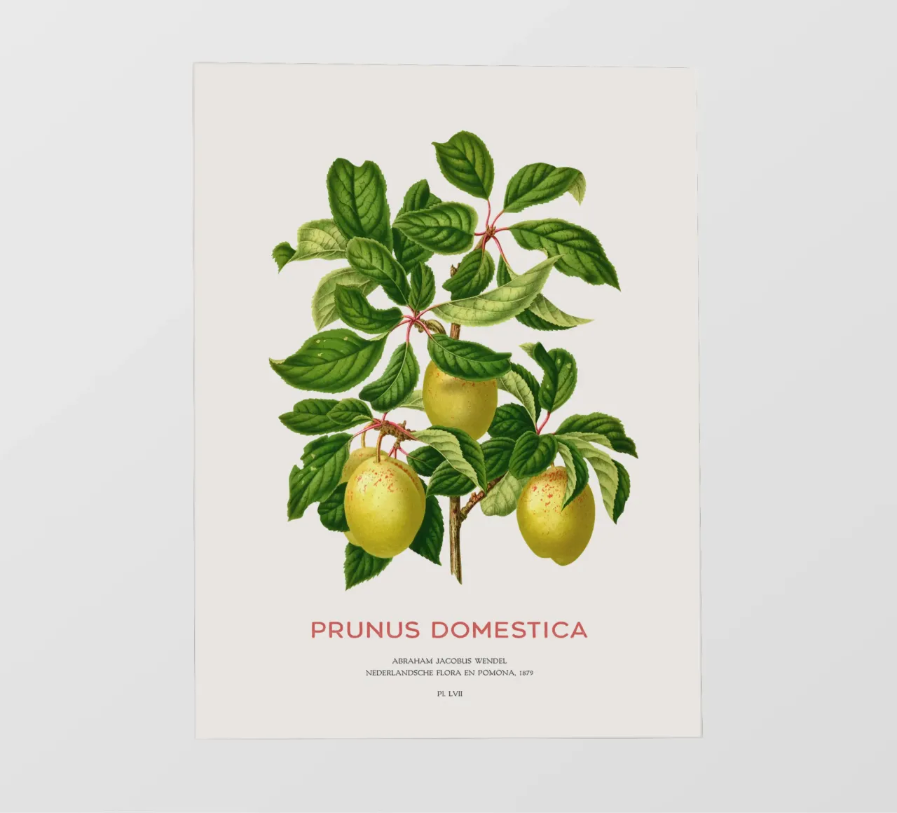 Pflaumen an einem Zweig oder Prunus domestica PVC Plane von Vintagrafica