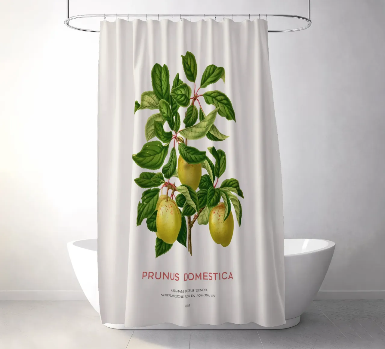 Pflaumen an einem Zweig oder Prunus domestica Duschvorhang von Vintagrafica