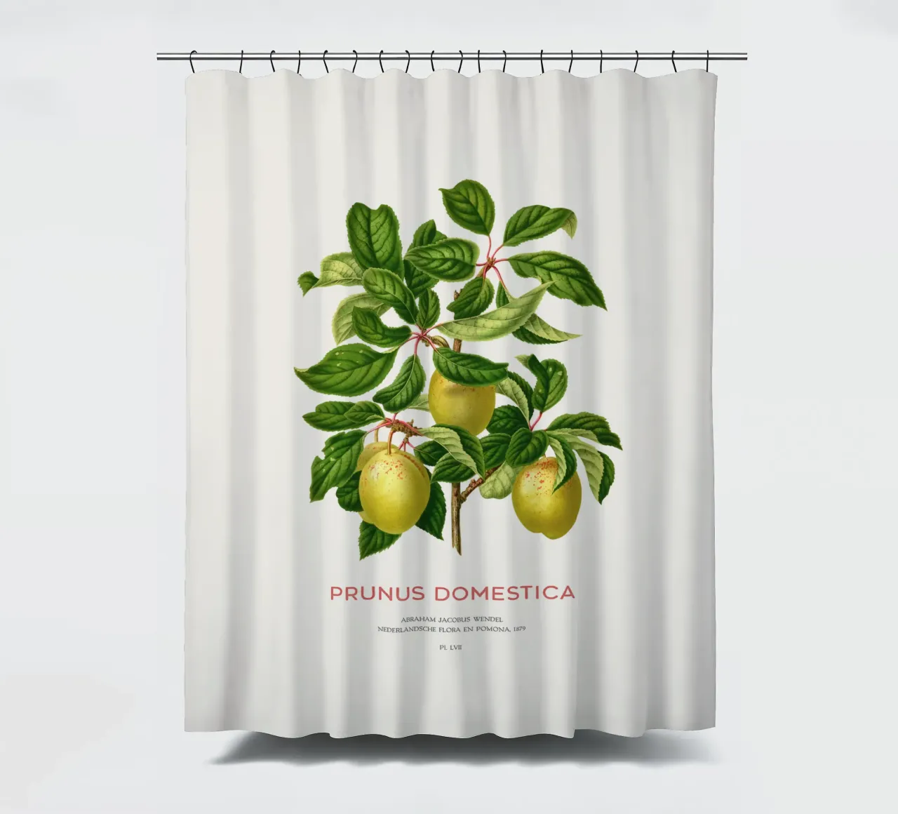 Pflaumen an einem Zweig oder Prunus domestica Duschvorhang von Vintagrafica