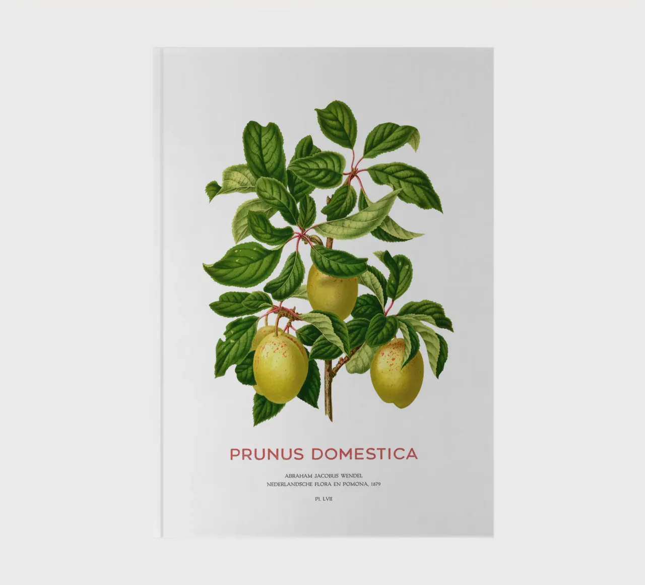 Plums on a branch or Prunus domestica notebook by Vintagrafica