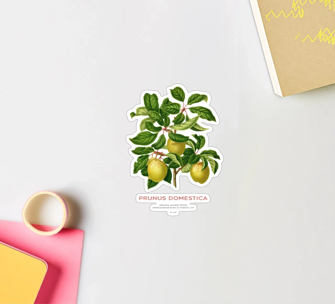 Pflaumen an einem Zweig oder Prunus domestica Sticker von Vintagrafica