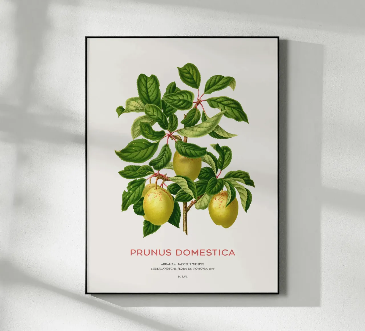 Pflaumen an einem Zweig oder Prunus domestica Acryl-Glas von Vintagrafica