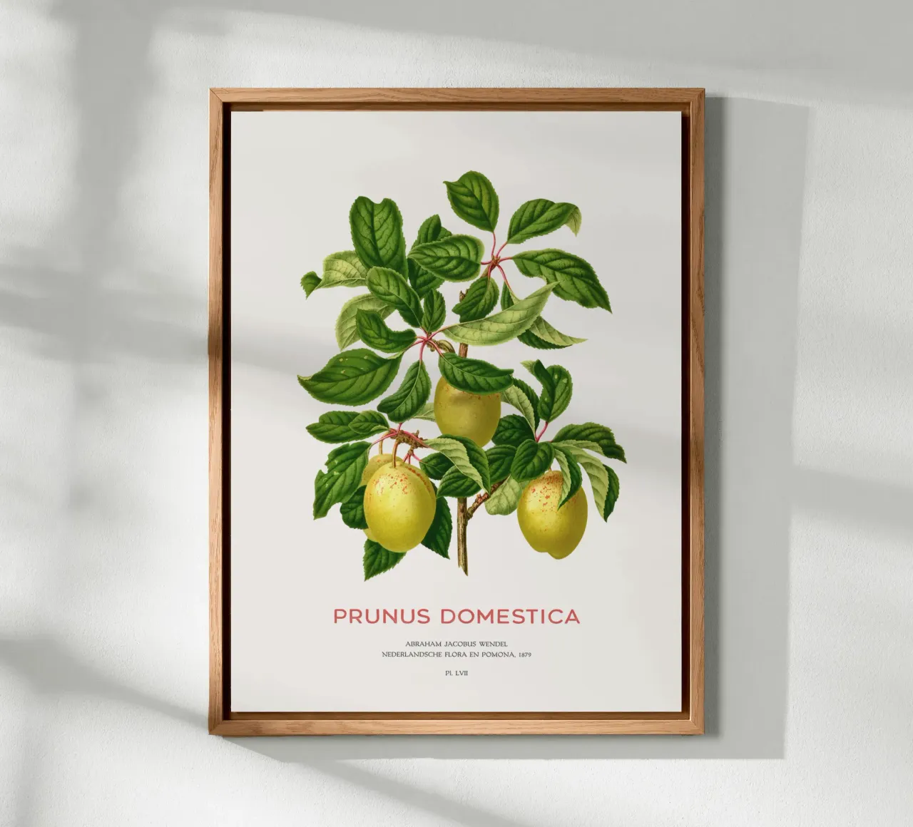 Pflaumen an einem Zweig oder Prunus domestica Alu-Dibond von Vintagrafica