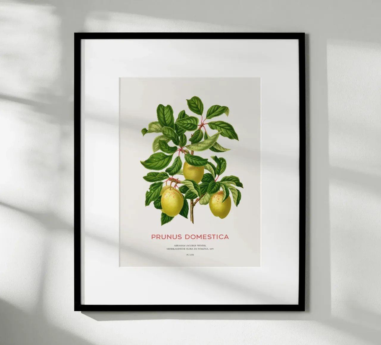 Pflaumen an einem Zweig oder Prunus domestica Hahnemühle von Vintagrafica