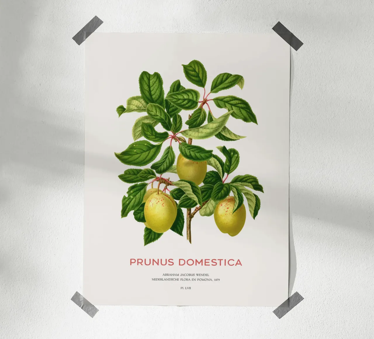 Pflaumen an einem Zweig oder Prunus domestica Hahnemühle von Vintagrafica