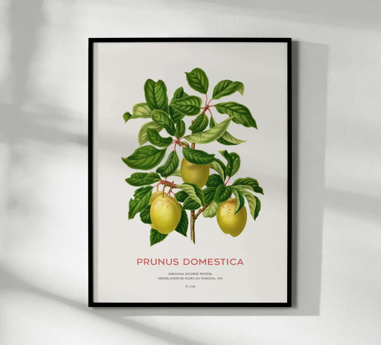Pflaumen an einem Zweig oder Prunus domestica Hahnemühle von Vintagrafica