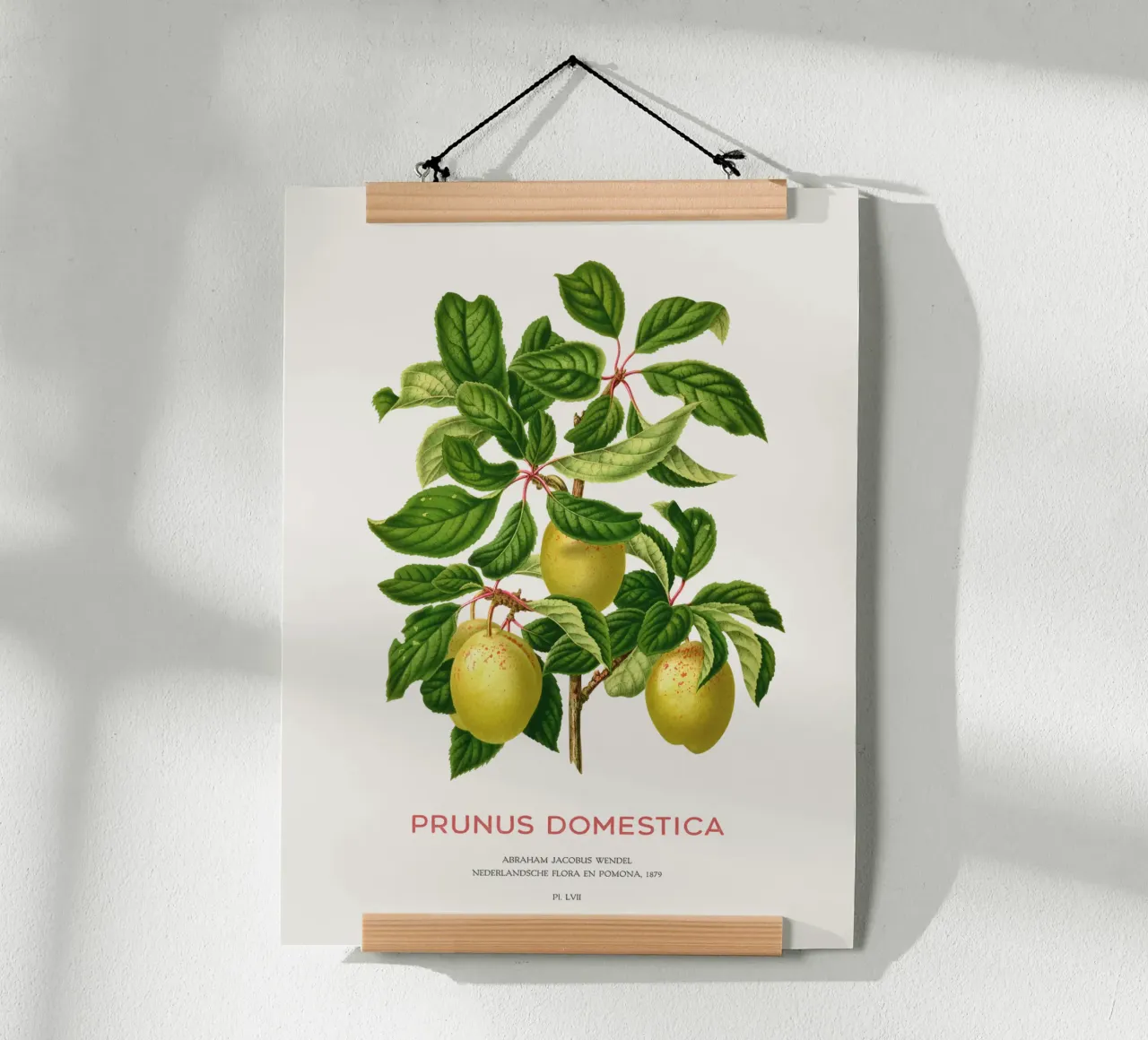 Pflaumen an einem Zweig oder Prunus domestica Hahnemühle von Vintagrafica
