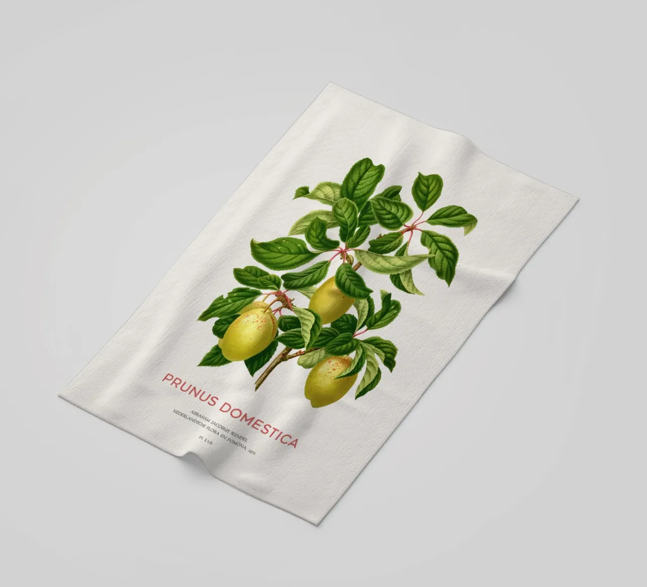 Pflaumen an einem Zweig oder Prunus domestica Strandtuch von Vintagrafica
