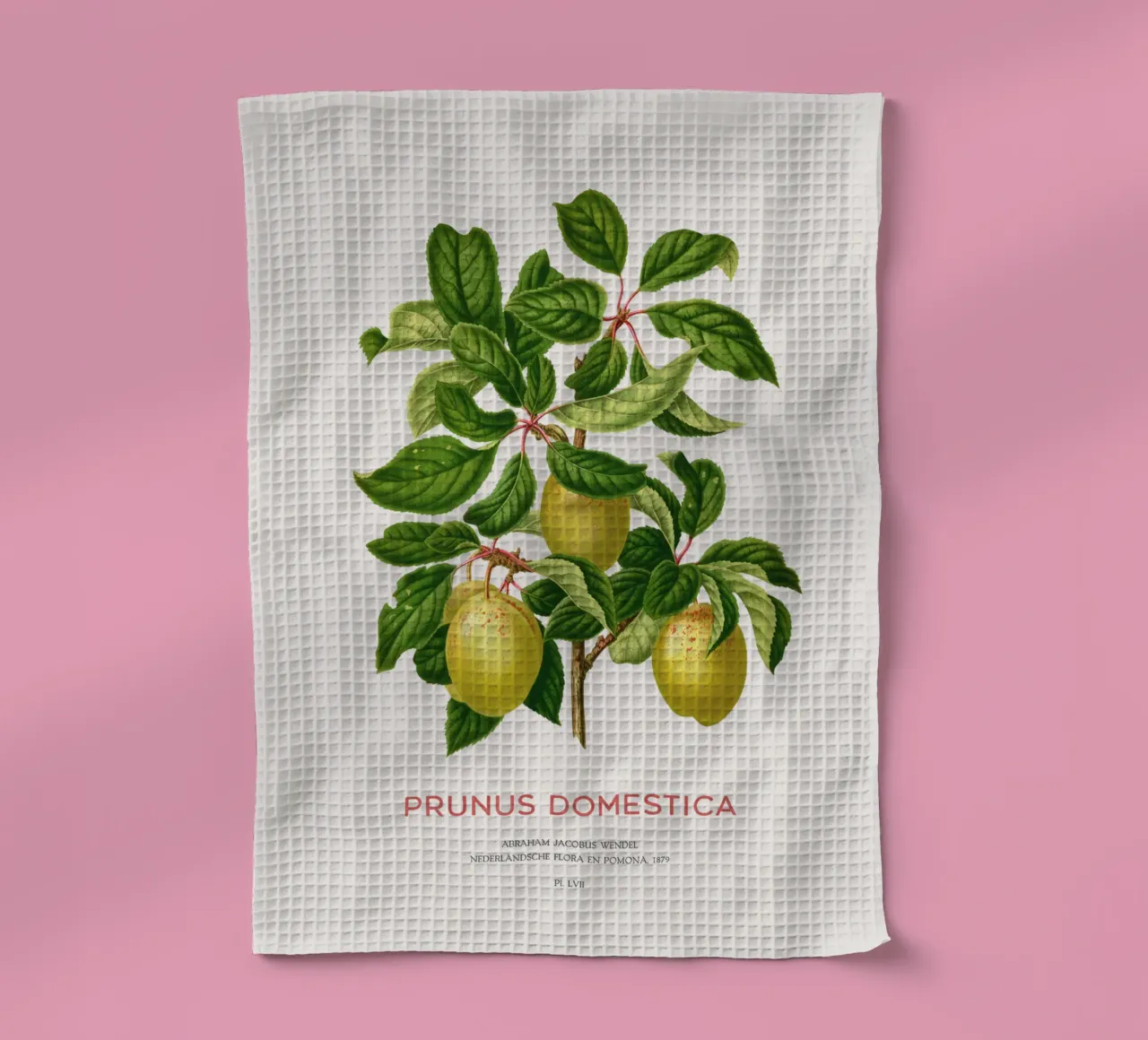 Pflaumen an einem Zweig oder Prunus domestica Geschirrtuch von Vintagrafica