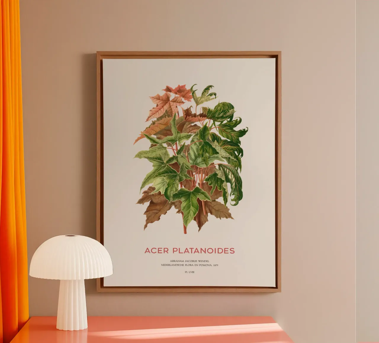 Spitzahorn oder Acer platanoides Leinwand mit Schattenfugenrahmen von Vintagrafica