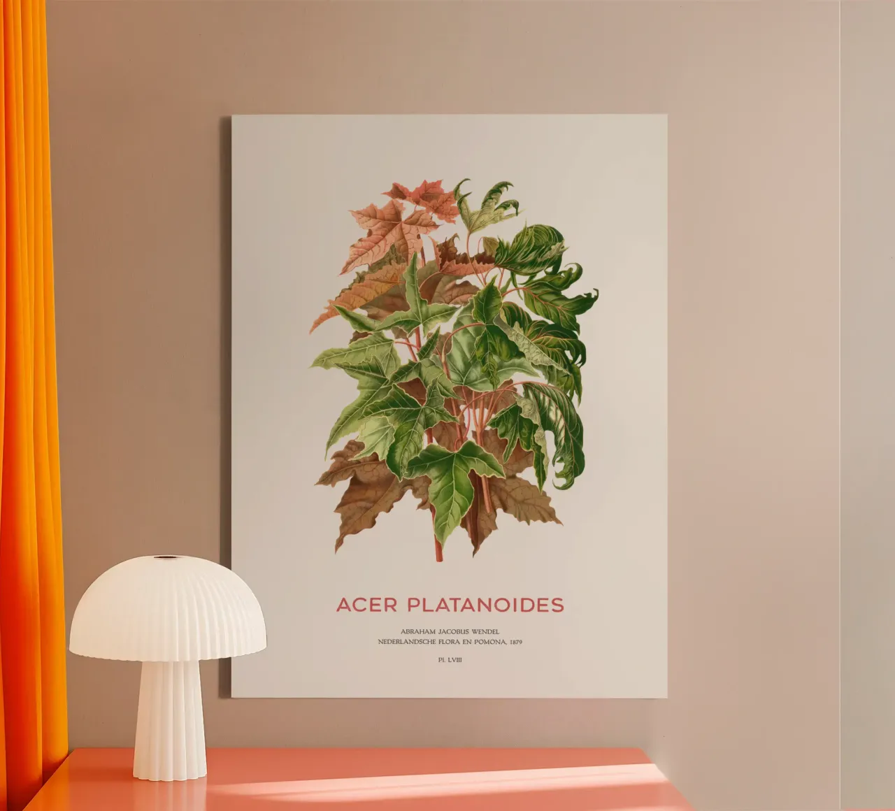 Spitzahorn oder Acer platanoides Leinwand mit Schattenfugenrahmen von Vintagrafica
