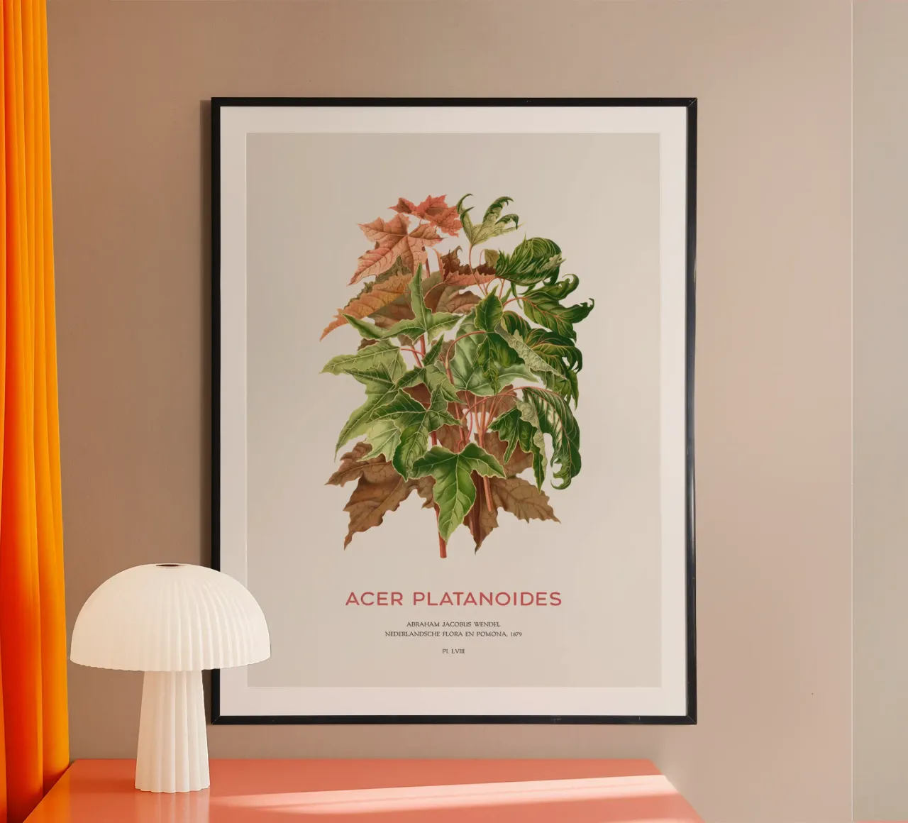 Spitzahorn oder Acer platanoides Poster von Vintagrafica