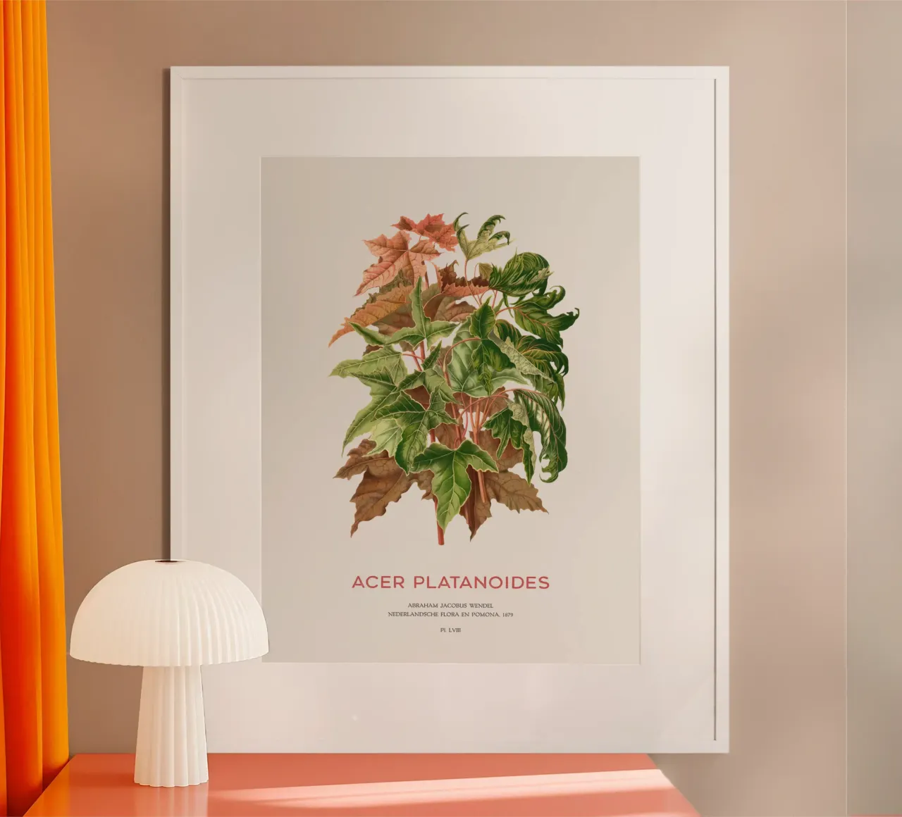 Spitzahorn oder Acer platanoides Poster von Vintagrafica