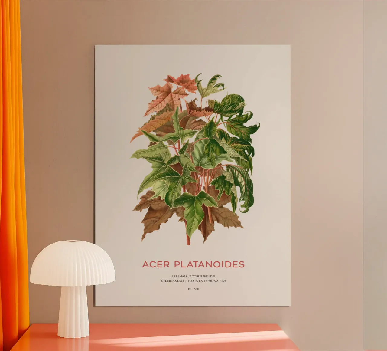 Spitzahorn oder Acer platanoides Poster von Vintagrafica