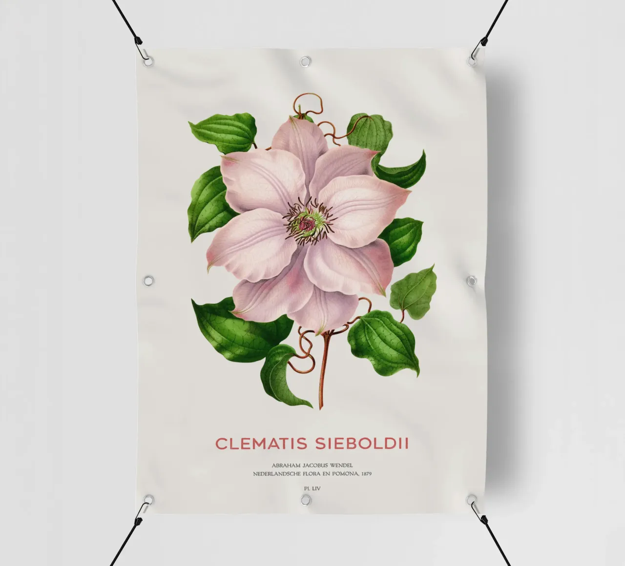 Clematis passiflora o Clematis sieboldii telo in pvc da Vintagrafica