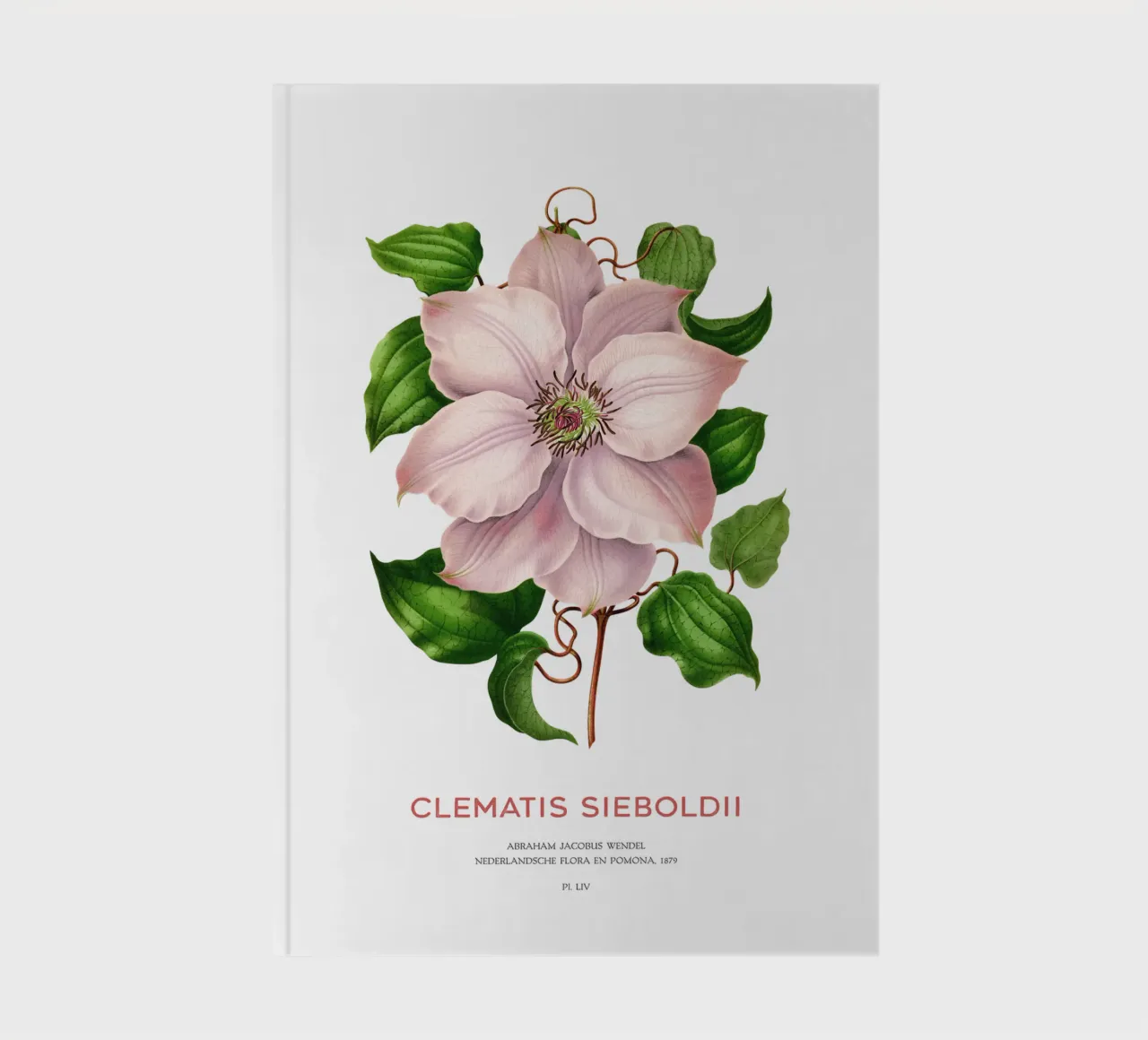 Clematis passiflora o Clematis sieboldii diario da Vintagrafica