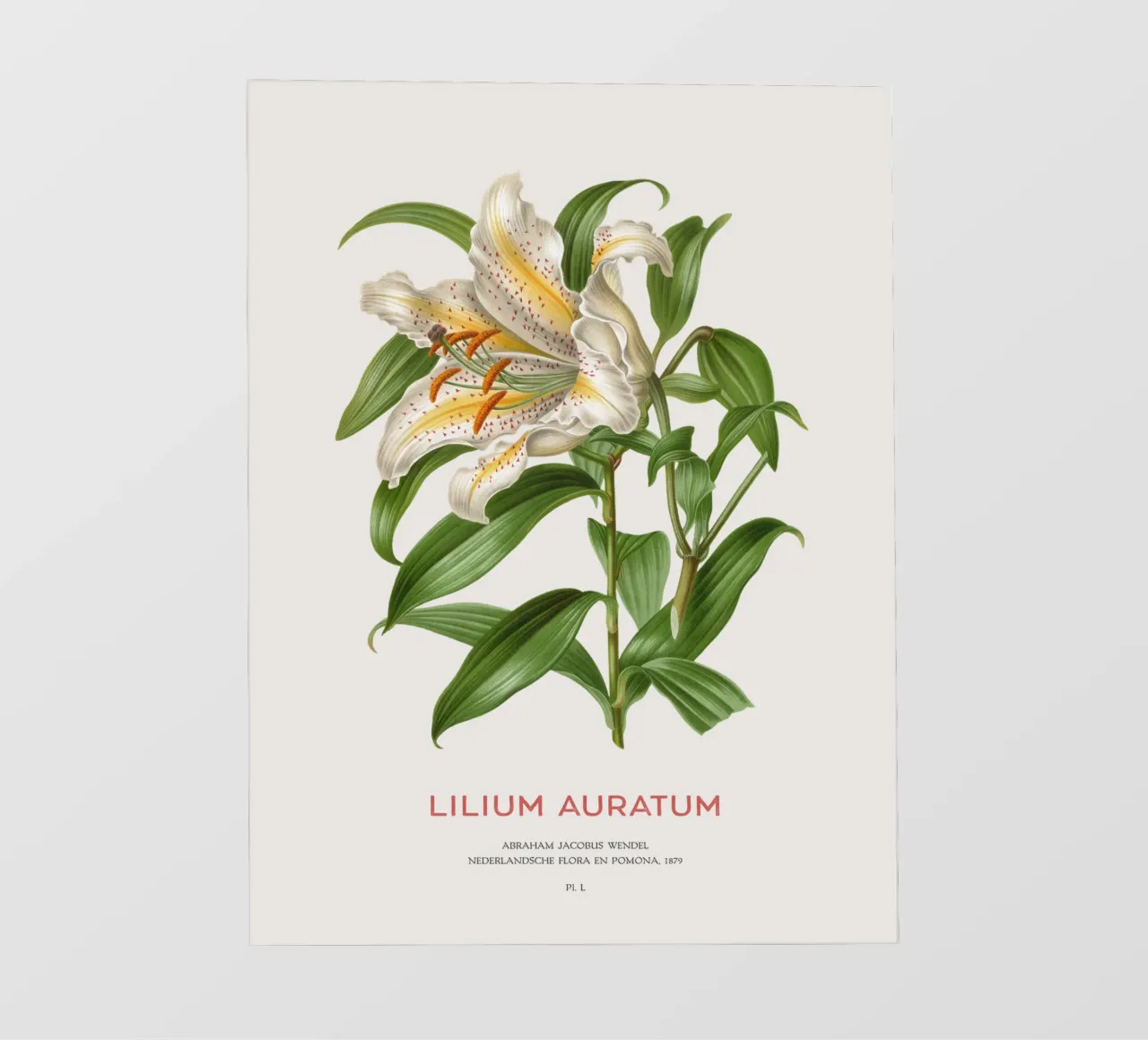 Giglio dai raggi dorati o Lilium Auratum telo in pvc da Vintagrafica