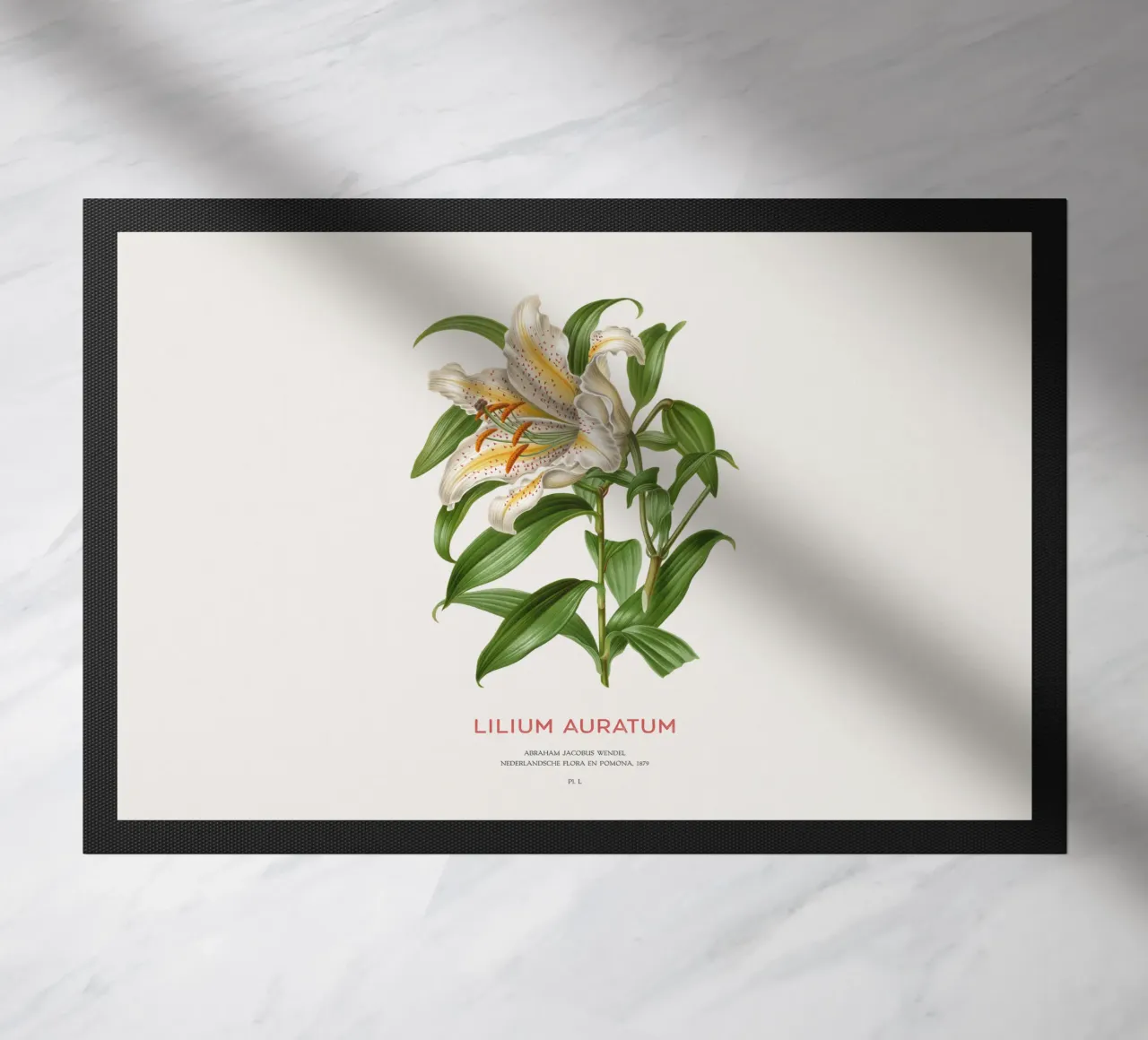 Giglio dai raggi dorati o Lilium Auratum zerbino da Vintagrafica