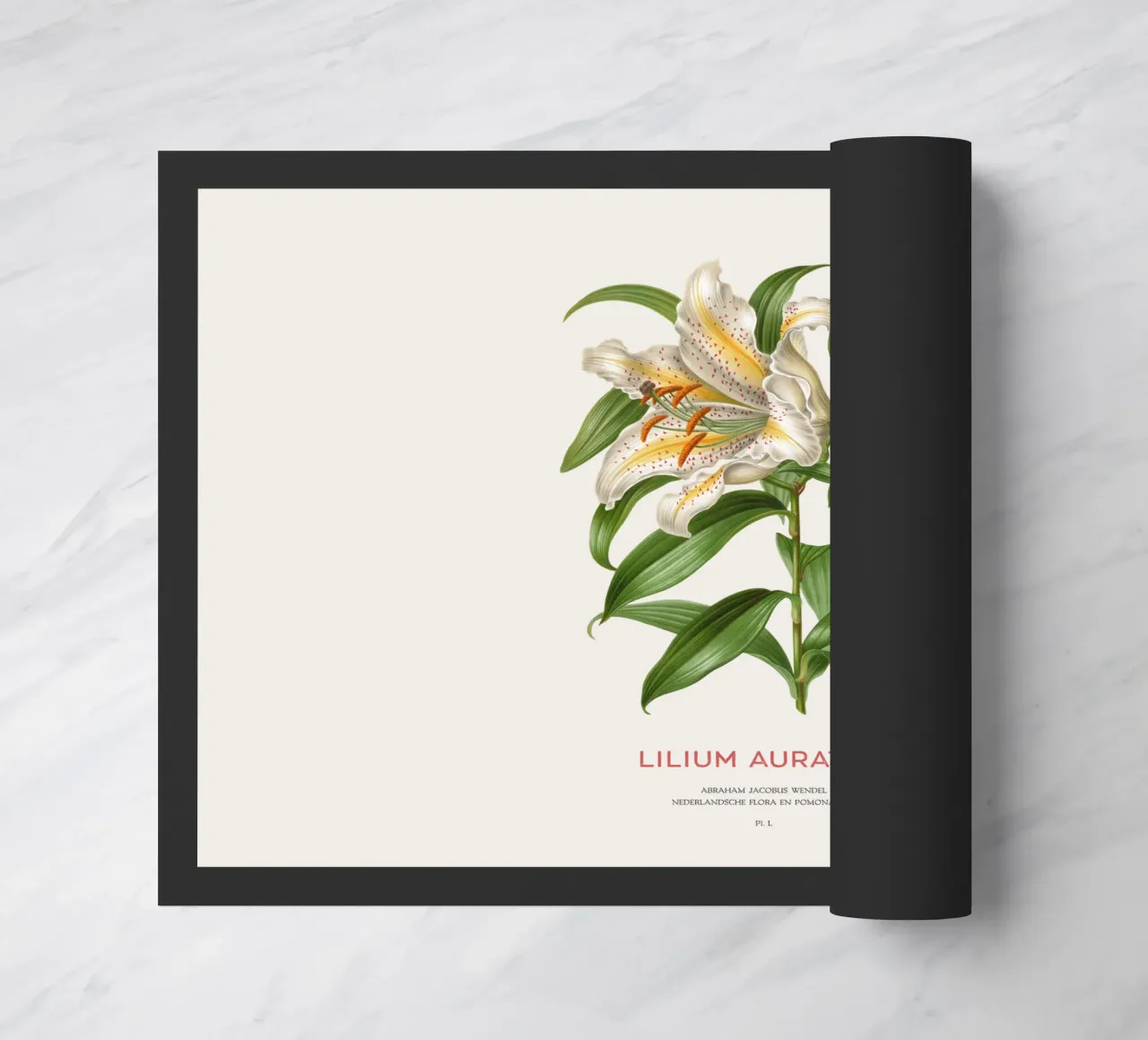 Giglio dai raggi dorati o Lilium Auratum zerbino da Vintagrafica