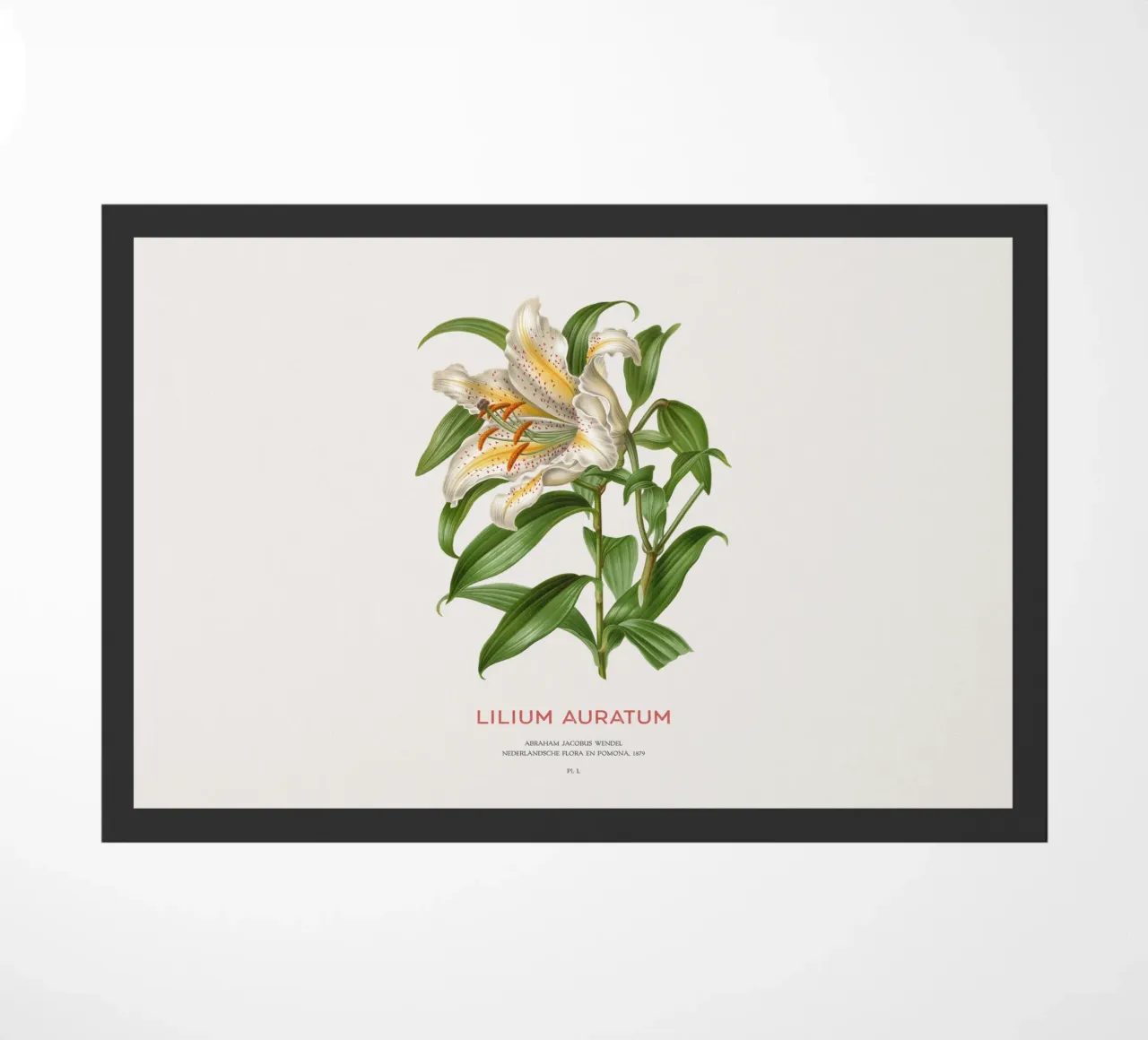 Giglio dai raggi dorati o Lilium Auratum zerbino da Vintagrafica